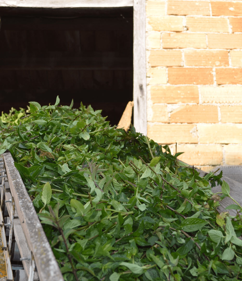 Plants de menthe bruts après la récolte