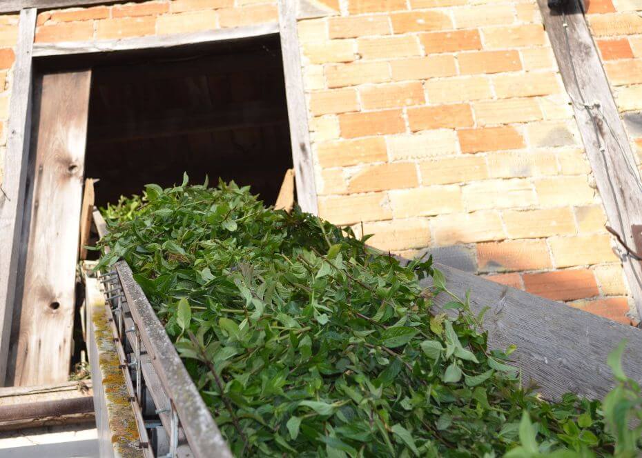 La récolte de la menthe en France s'effectue au petit matin