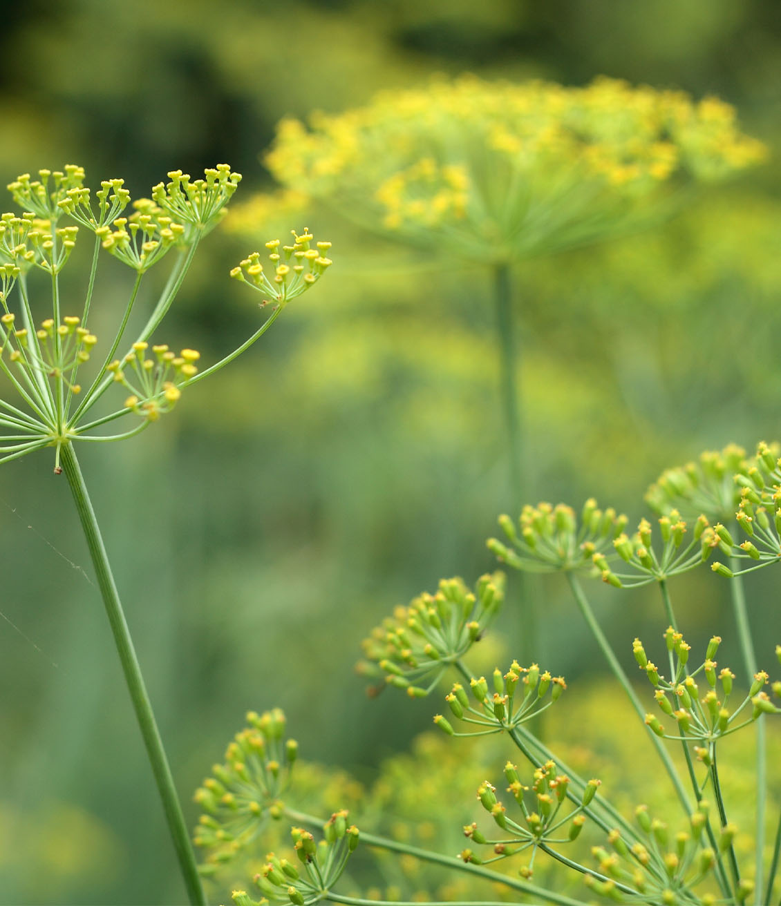 Plantes d'anis vert