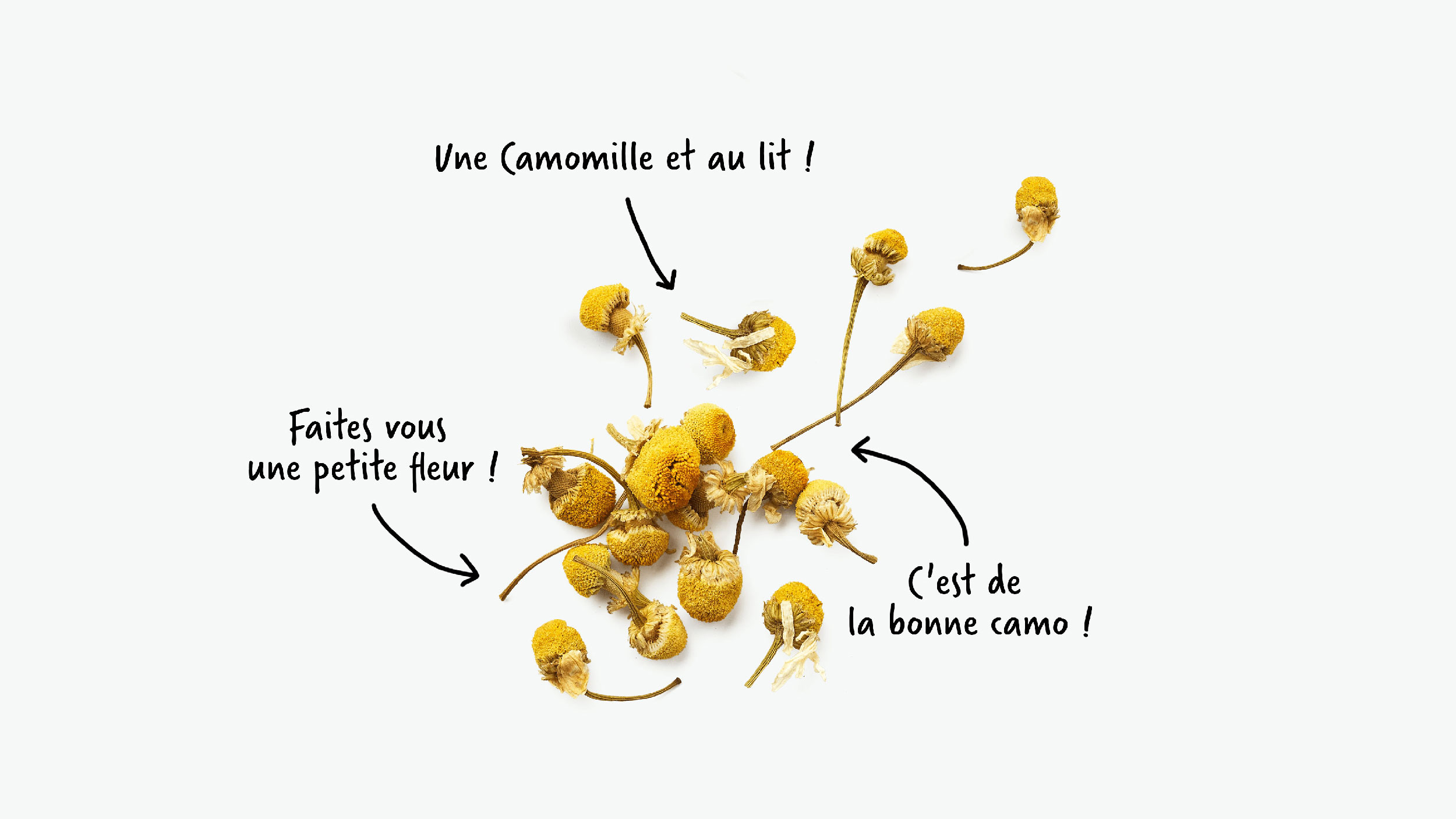 Fleurs séchées de camomille et leurs bienfaits