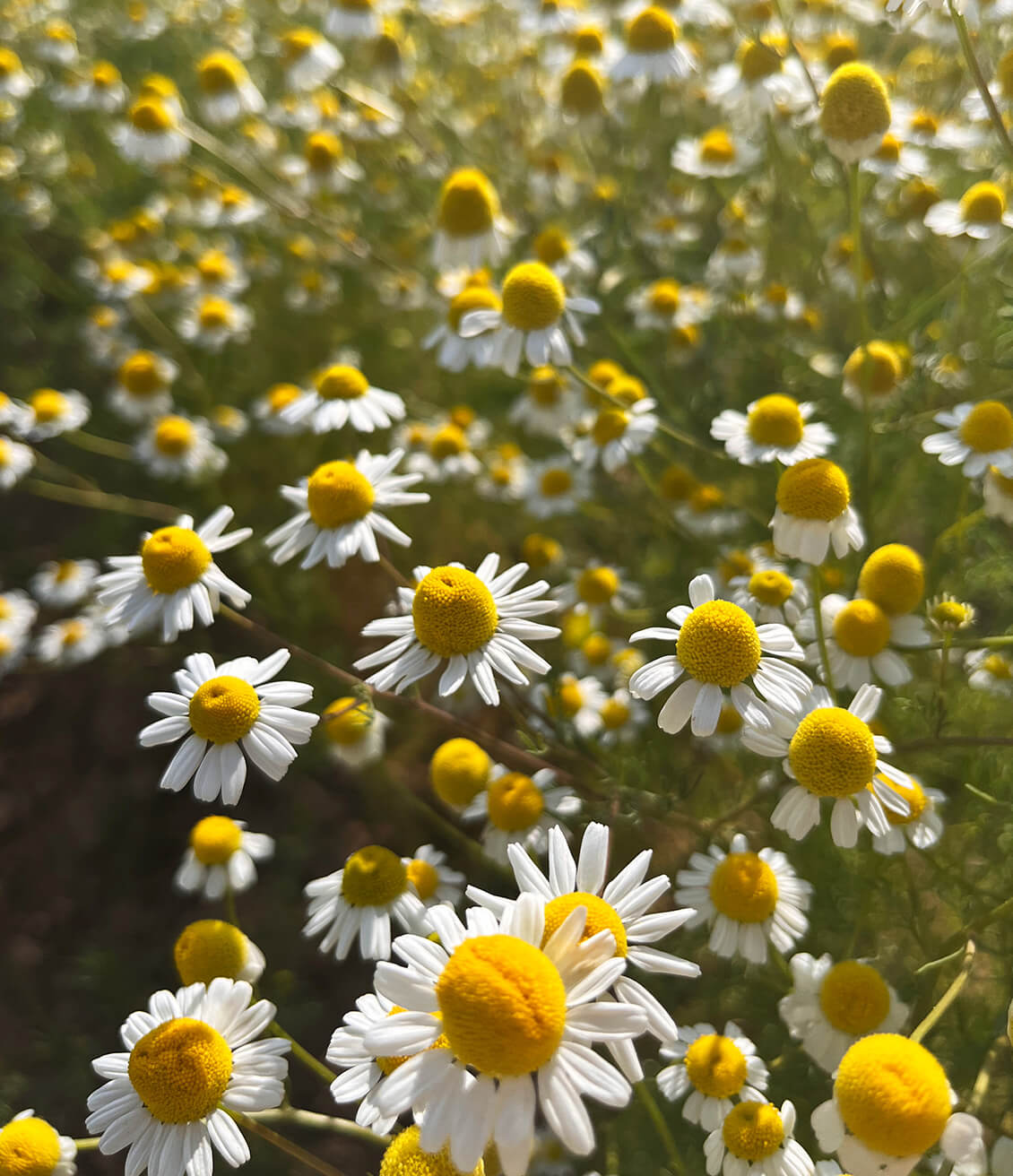 Pretty chamomile flowers grown in France