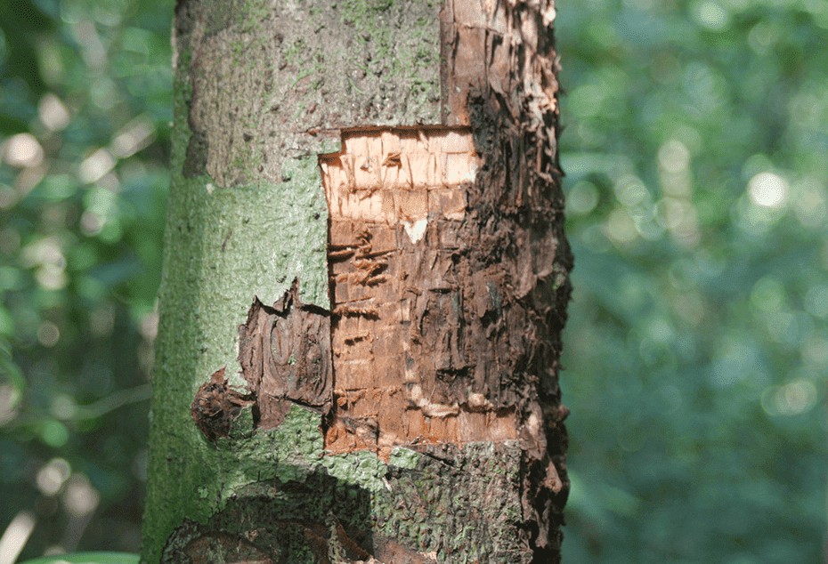 Cinnamon tree bark