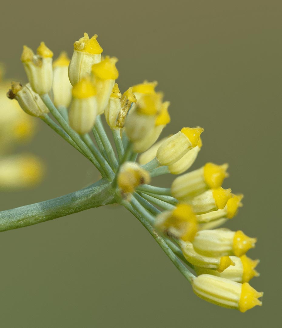 Autre gros plan sur fleurs de fenouil