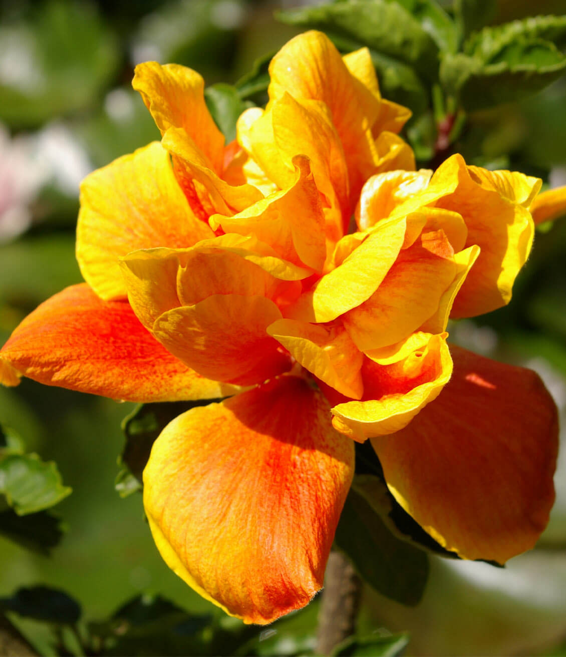 Hibiscus flowers are traditionnaly used to fight insomnia