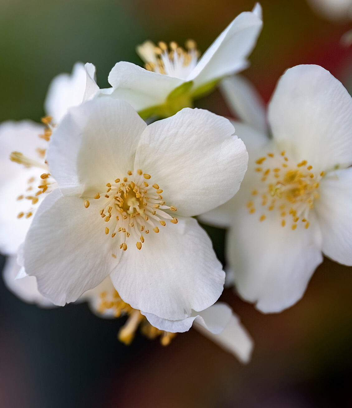 White jasmine flowers infuse the green tea with their subtle perfume