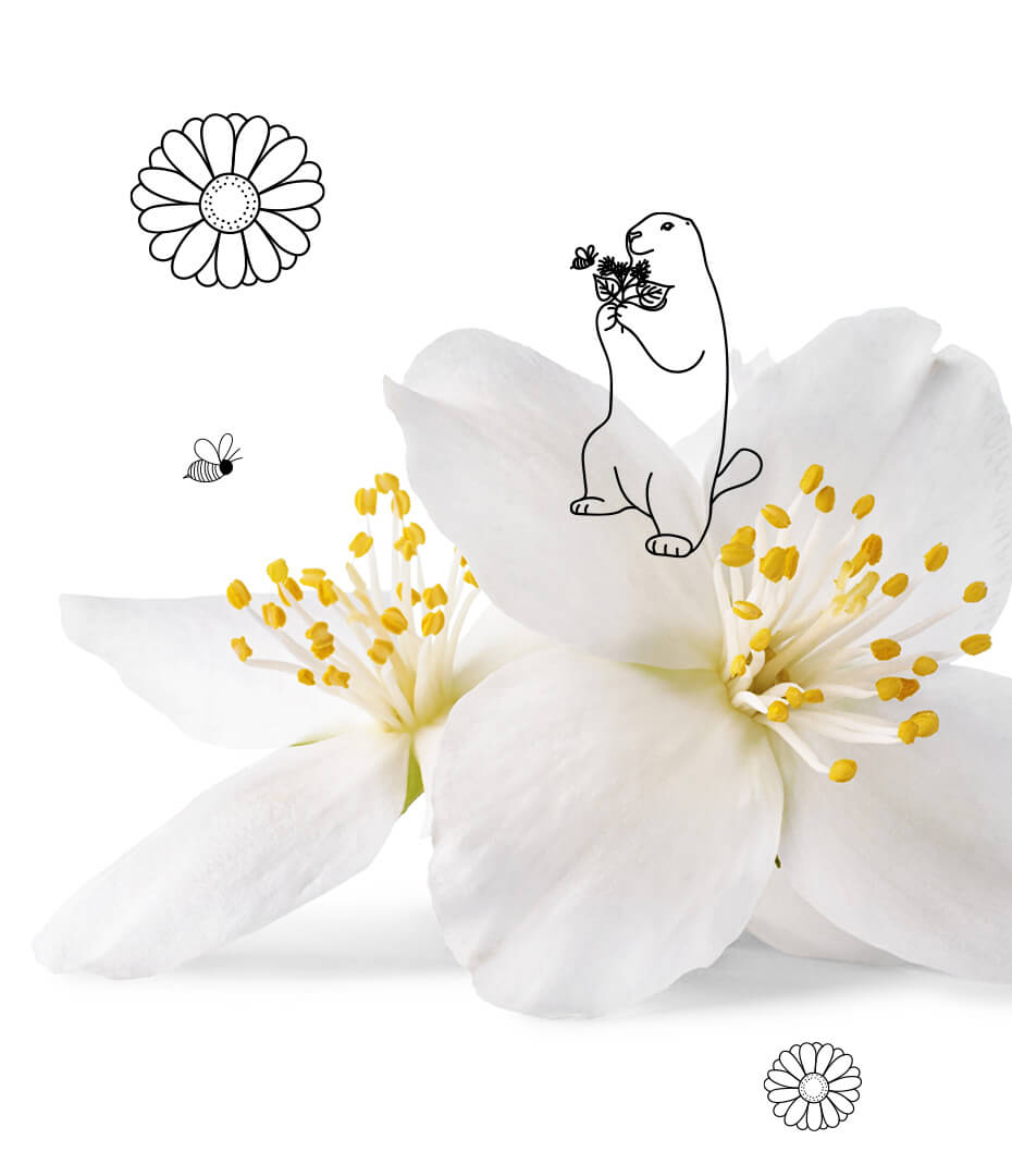 Fleurs de Jasmin sur fond blanc avec Marmotte