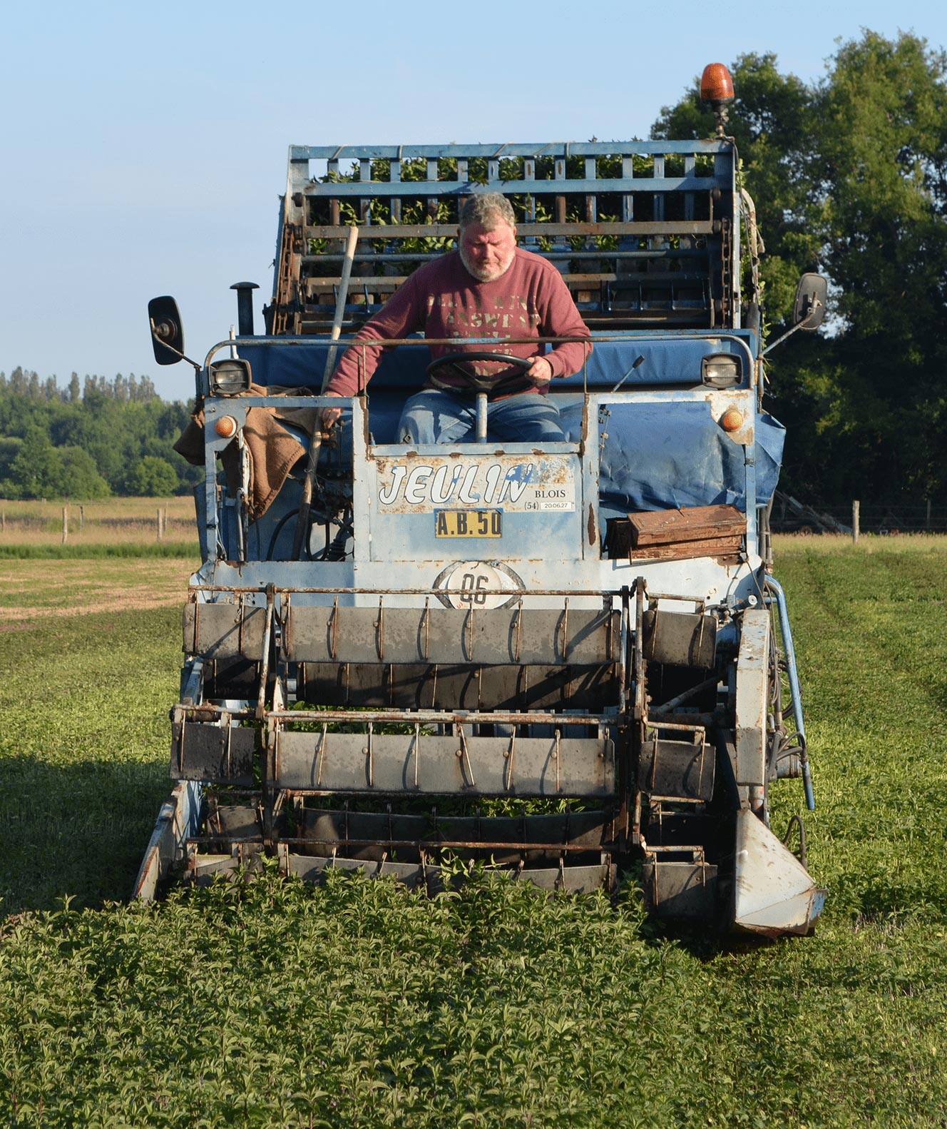 Alain is harvesting peppermint