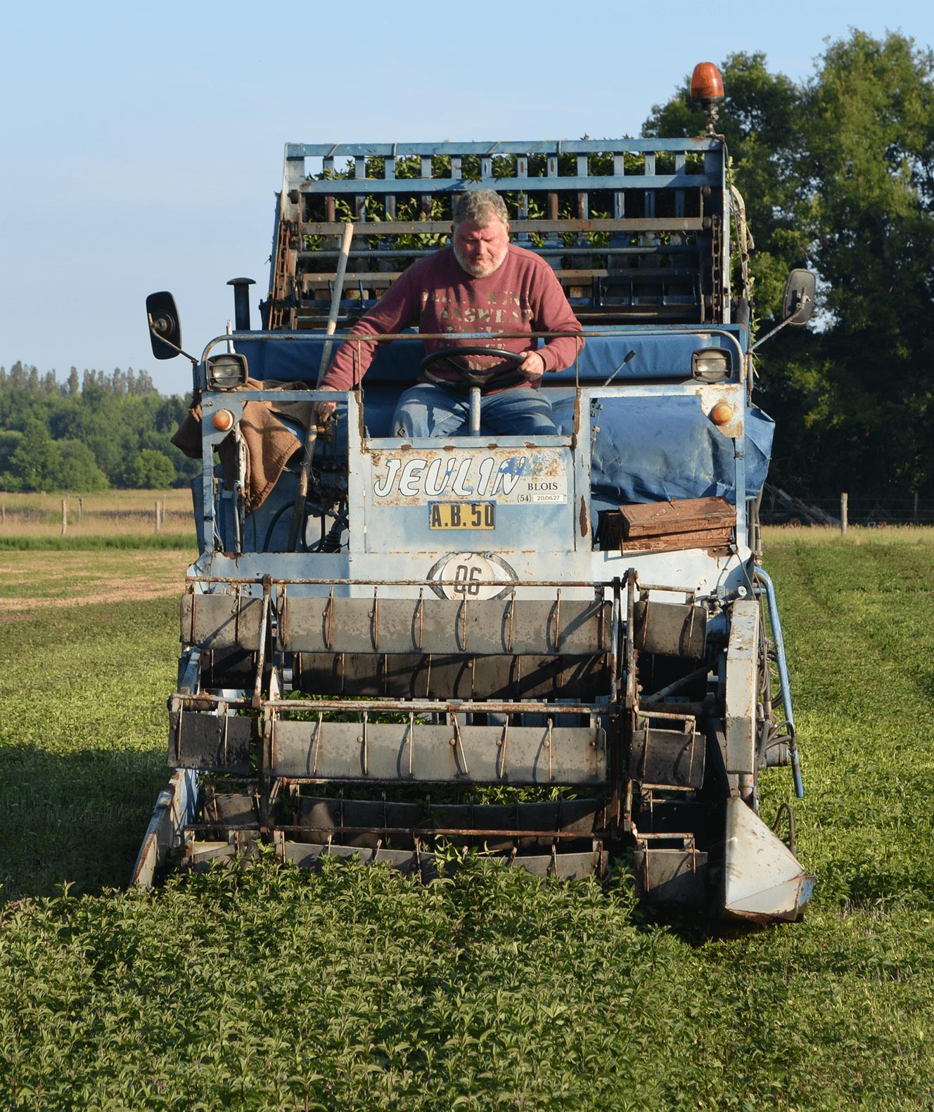 Notre producteur Alain en plein récolte de menthe poivrée