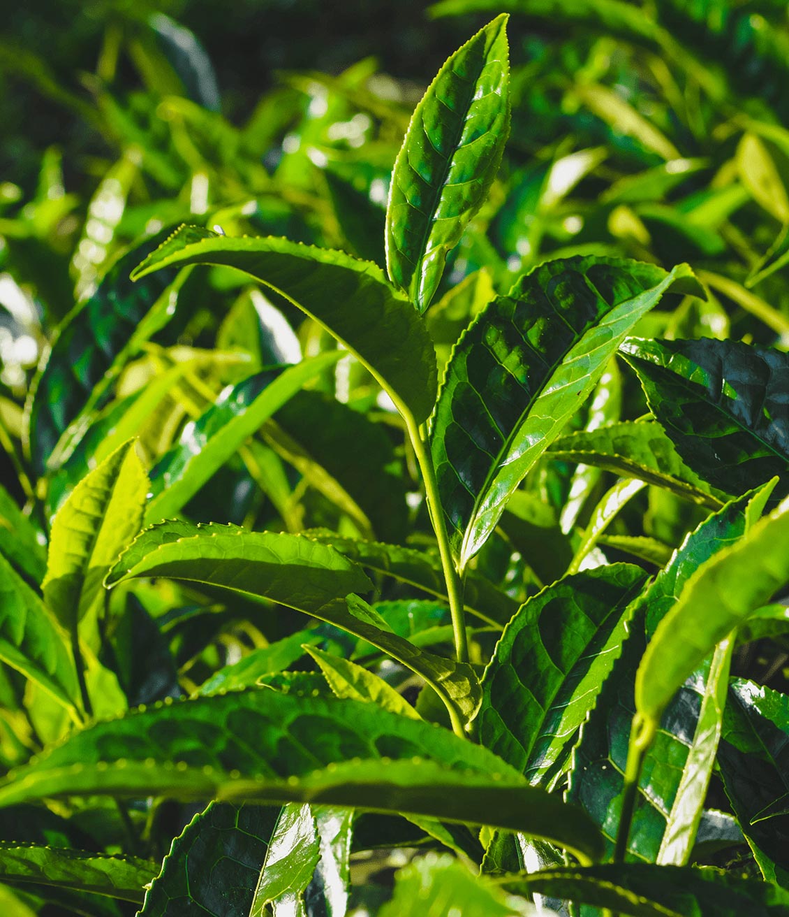 Green tea comes from the leaves of Camelia Sinensis
