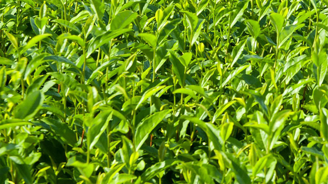 On tire le thé noir et le thé vert de la même plante