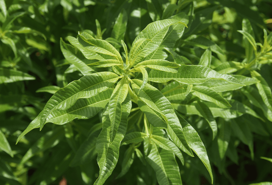 Autre plant de verveine