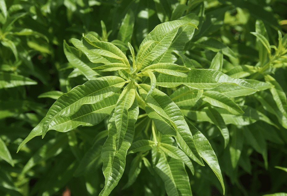 verbena leaves are used in herbal teas