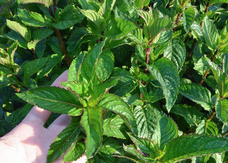 Main qui caresse un plant de menthe poivrée