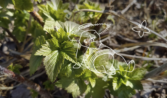 Producteur de Feuilles de Cassis