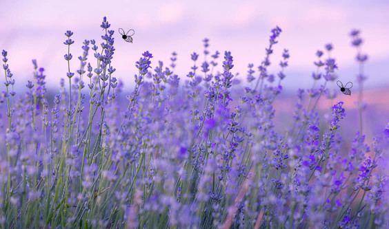 How to make lavender tea