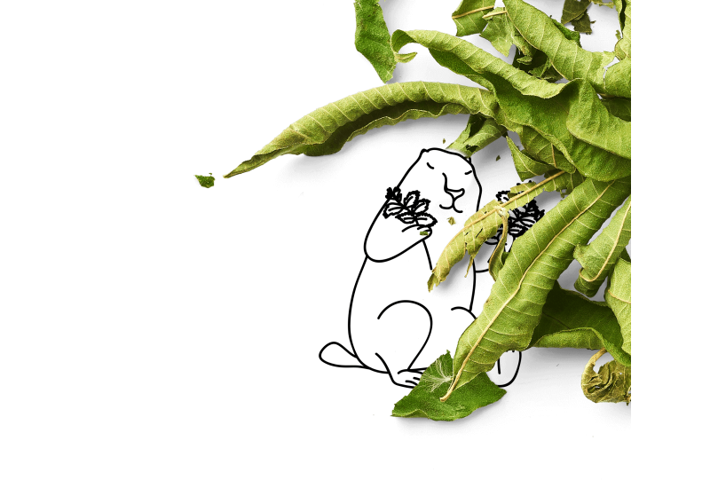 Meet the verbena growers